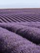 lavender field in provence